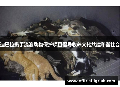 迪巴拉携手流浪动物保护项目倡导收养文化共建和谐社会